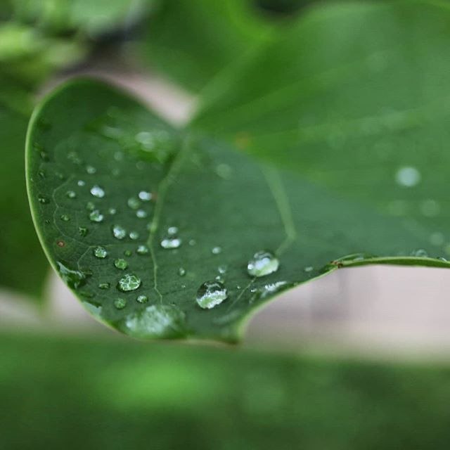 After the rain
